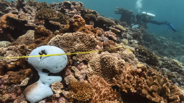 உயரும் கடல் வெப்பம், ஆபத்தில் பவளப் பாறைகள்