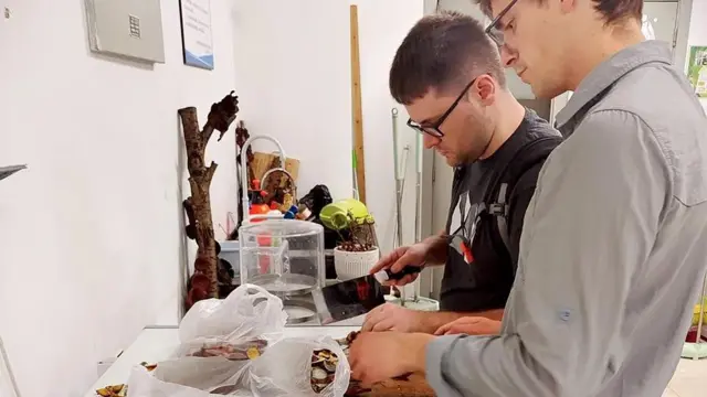 Doi bărbați, unul purtând o bluză gri, iar celălalt una neagră, lucrează deasupra unei tăvi cu ciuperci, într-o cameră cu pereți albi.