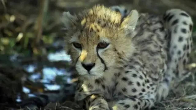 चीता का बच्चा