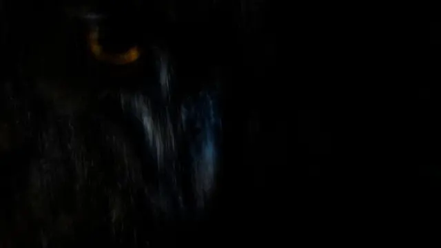 بومة نسارية 