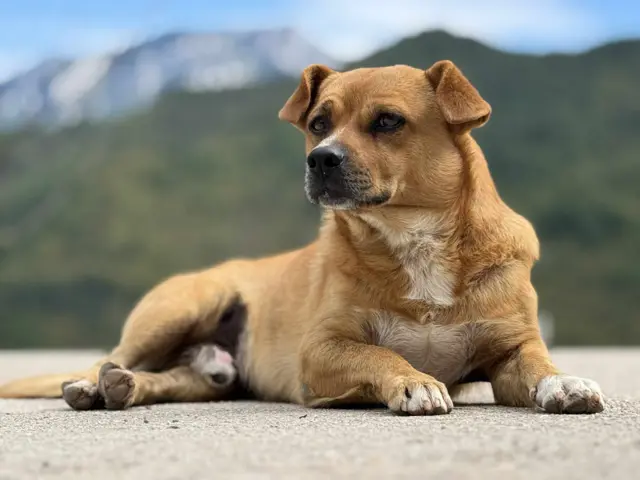 Pas Don je sopstvenim strahom pomogao vlasnicima da ostanu budni i sačuvaju se tokom kobne noći