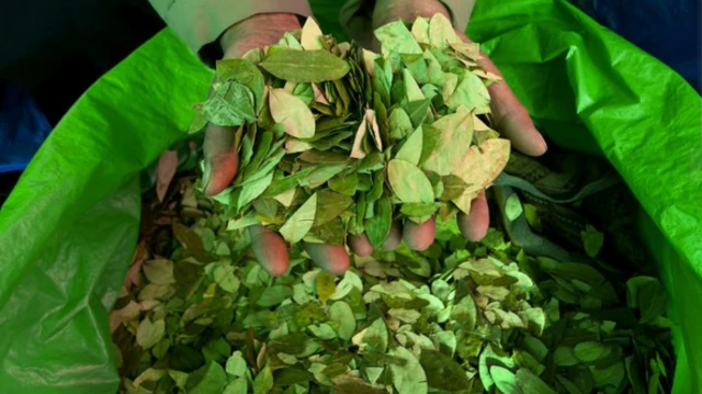 Coca leaves