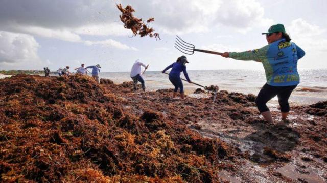 O que é e onde fica no mundo o Mar dos Sargaços, o mar sem costa?