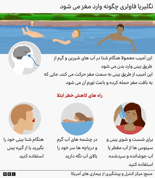 اینفوگرافیک بخش روزنامه نگاری بصری بی‌بی‌سی نشان می‌دهد نگلریا فاولری چگونه وارد مغز می‌شود