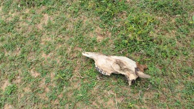 இலங்கை, மட்டக்களப்பு, தமிழர்கள், சிங்களர்கள், விவசாயம், கால்நடை, மாடுகள்