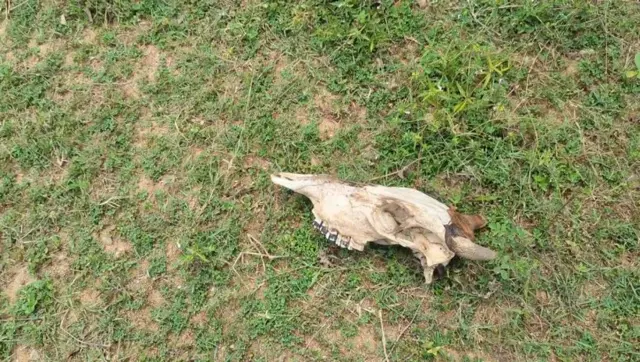 இலங்கை, மட்டக்களப்பு, தமிழர்கள், சிங்களர்கள், விவசாயம், கால்நடை, மாடுகள் 