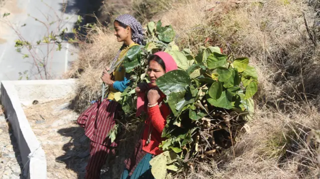 नौरख गांव की इन सहेलियों के मुताबिक जंगल में आने वाला कोई भी बदलाव उनके रोज़मर्रा के जीवन को प्रभावित करता है