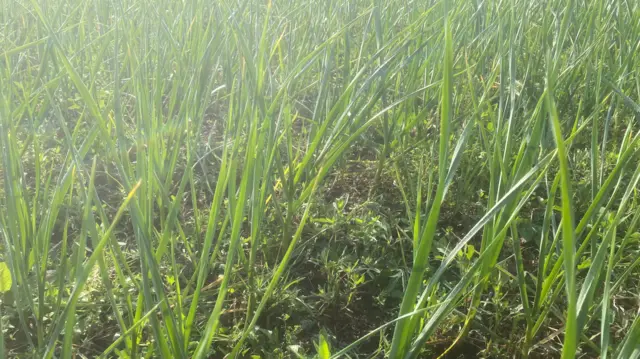 नेपाली लसुनको 