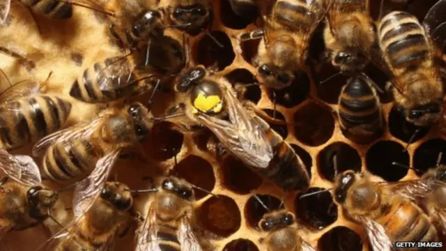 ተባዕታይ ንህቢ መዓር ድሕሪ ጾታዊ ርክብ ብልዕቱ ይብተኽ