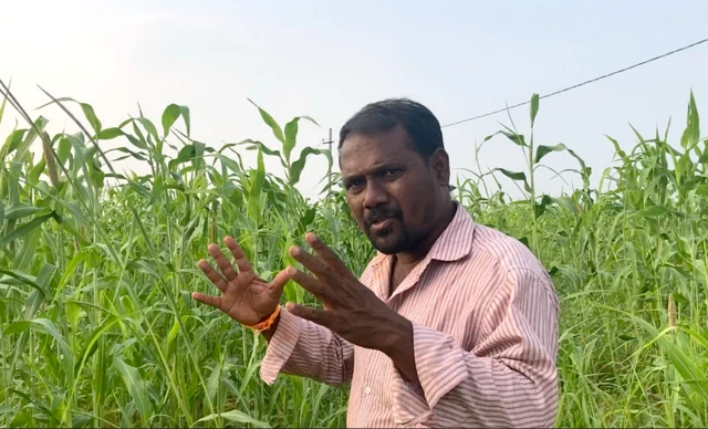 కొమెర జాజి