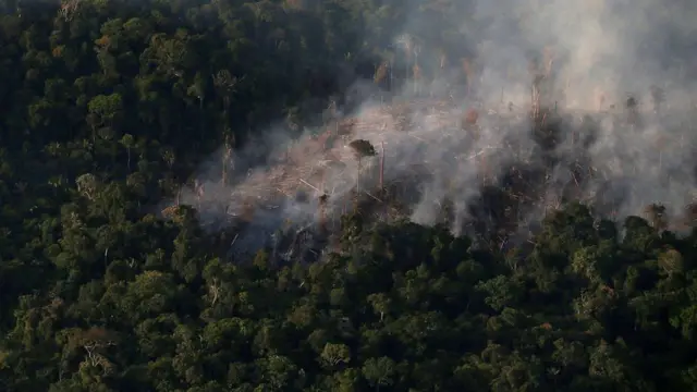 ป่าแอมะซอน