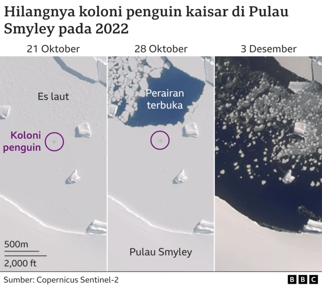 Grafik hilangnya koloni penguin kaisar di Pulau Smyley pada 2022
