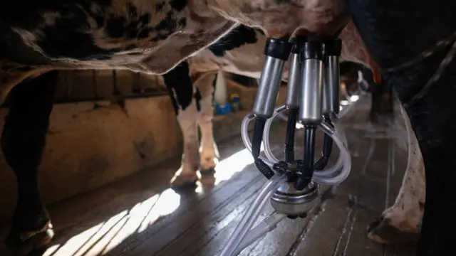 Vaca sendo ordenhada em fazenda leiteira em Vespasiano, Minas Gerais