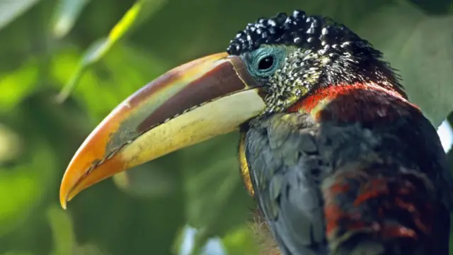 Un ave colorida con un pico largo y amarillo