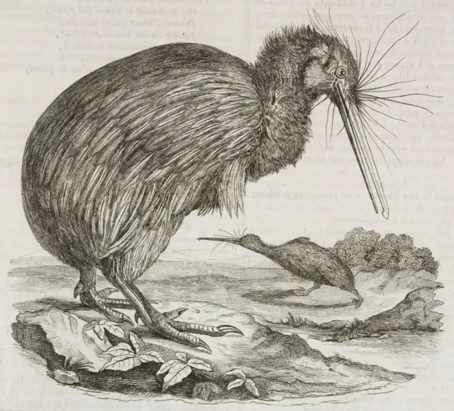 நியூசிலாந்தில் வாழும் பறக்க இயலாத கிவி பறவைகளுக்கு மடகாஸ்கரில் வாழ்ந்து அழிந்துபோன பெரும் யானைப் பறவையுடன் மரபியல் ரீதியிலான தொடர்பு இருக்கிறது.
