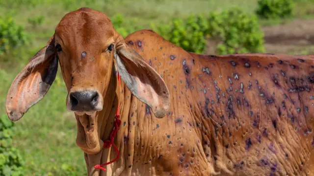 ਲੰਪੀ ਤੋਂ ਪੀੜਤ ਇੱਕ ਗਊ