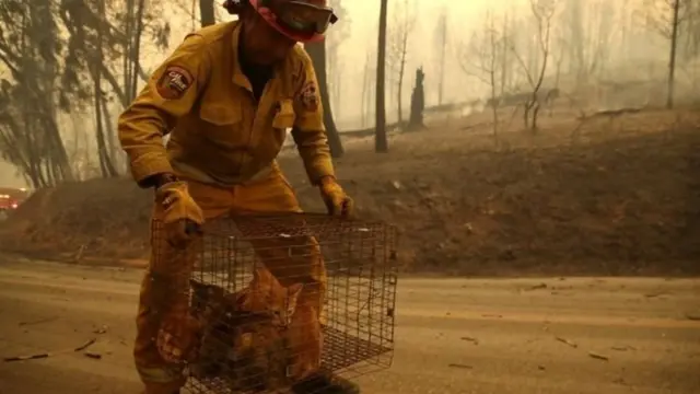Petugas kebakaran Kapten Steve Millosovich membawa kucing yang diselamatkan di Big Bend.