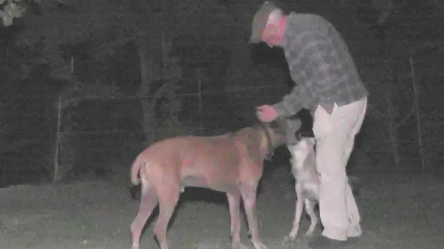 مادہ بھیڑیا