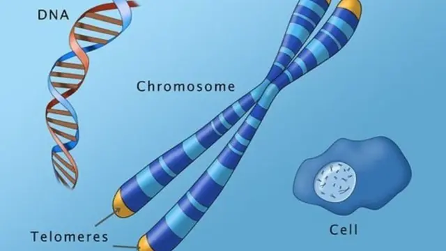 telomeres protect the genetic material at either end, playing a role in cell ageing