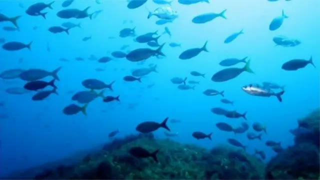 গভীর সমুদ্র এলাকার সুরক্ষা এবং সেখানকার জলজ সম্পদের ব্যবহার নিয়েই নতুন চুক্তি করার আলোচনা চলছে। 