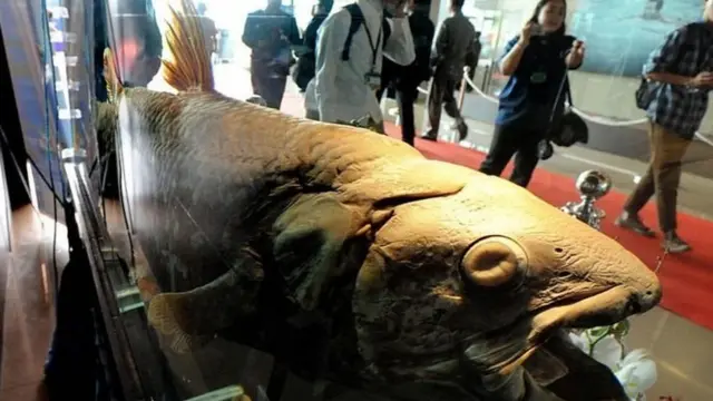 Wageni wakipita katika eneo anakohifadhiwa spishi wa coelacanth ambaye alikamatwa katika eneo la Manado bay mwaka 2007.