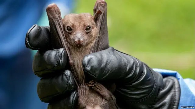 ਮਰਬਰਗ ਵਾਇਰਸ