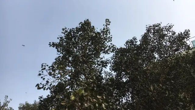 جمعے کو دلی کا منظر