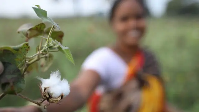 બીબીસી ગુજરાતી, ગુજરાત, કપાસની ખેતી, કપાસ, ખેડૂતો