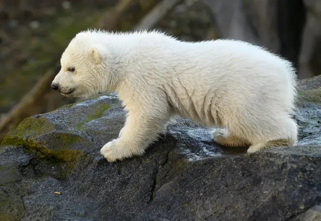 2020年2月13日，维也纳动物园