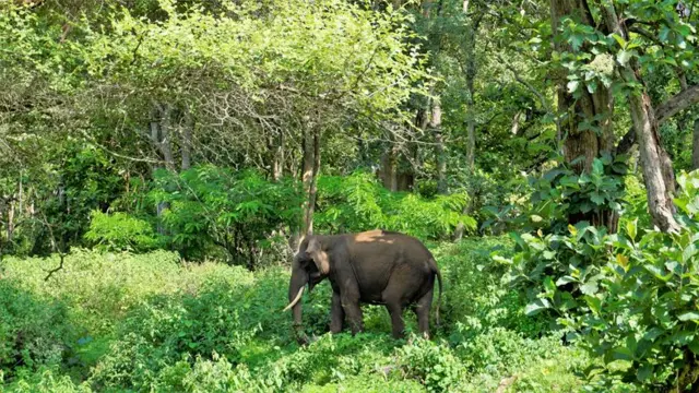 முதுமலையில் 11 நாட்களில் 3 யானைகள் உயிரிழப்பு ஏன்? 