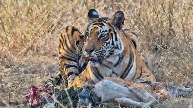 புலிகள் பாதுகாப்பு