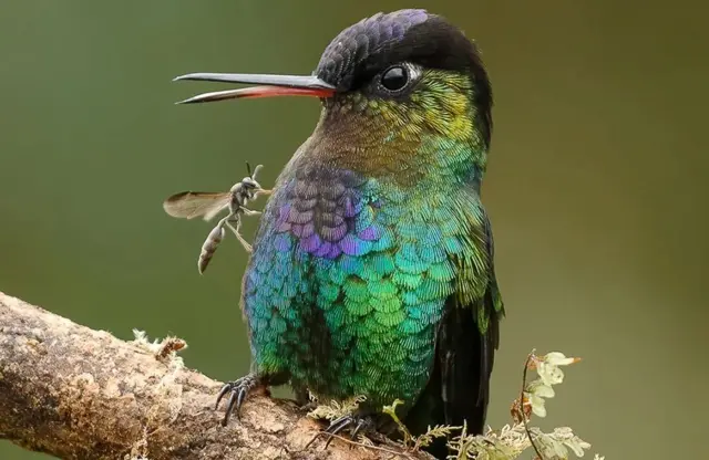 'ደፋር ድሙ መን እዩ ስሙ?'