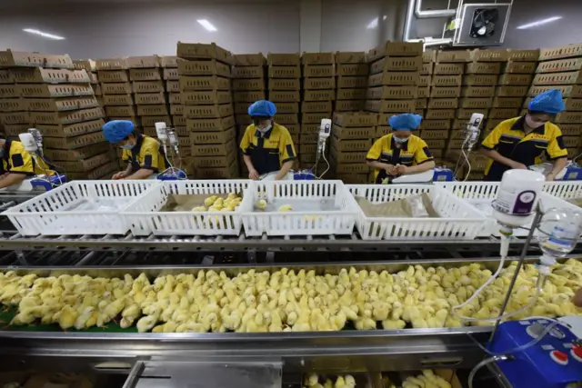 Вакцинация птенцов в Китае