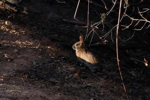 یک خرگوش که در میان خاکسترهای آتش سوزی ایستاده است