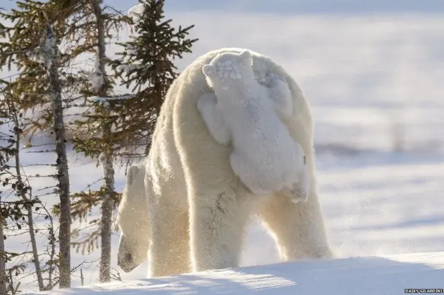 ਪੋਲਰ ਬੀਅਰ, ਡੇਜ਼ੀ ਗਿਲਾਰਡਿਨੀ