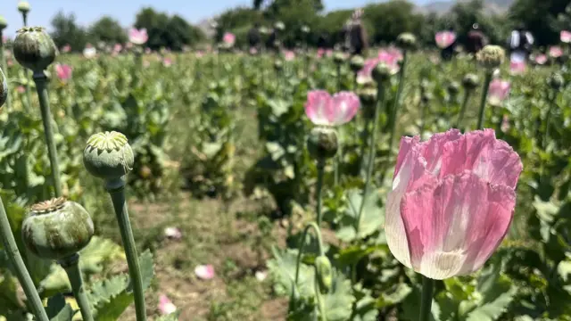 Poppies in field, photographed from close-up