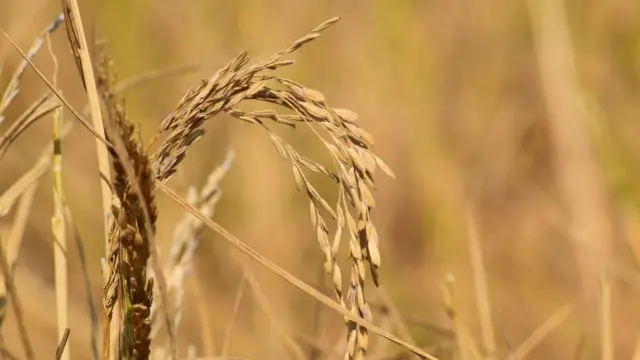 छत्तीसगढ़, किसान, कर्ज़ माफ़