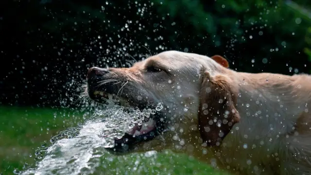 Собака Луна, Копенгаген