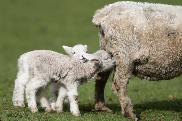 Corderos criados en Nueva Zelanda