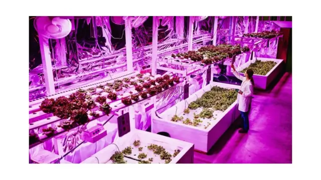 L'application de l'électricité aux plantes se fait depuis plus d'un siècle, mais l'étude de ses résultats est compliquée.