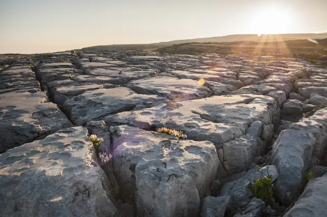 Pavement Flowers at Dawn by Carole Drake