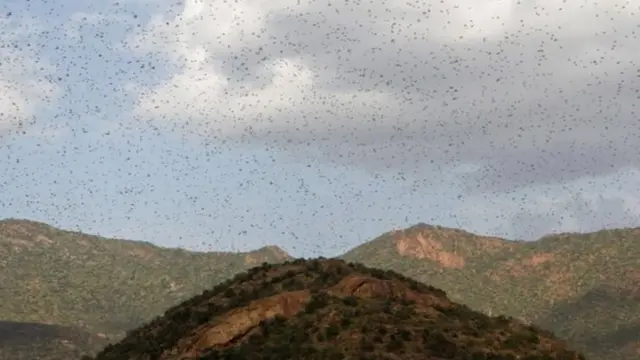 nzige afrika mashariki