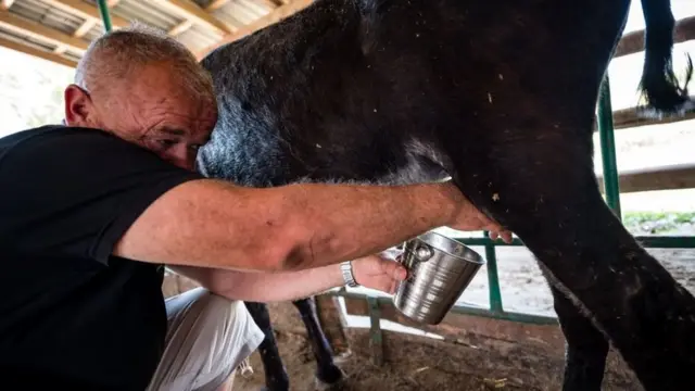 గాడిద పాలు పిలుకుతున్న దృశ్యం