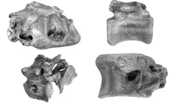 Os quatro ossos descobertos