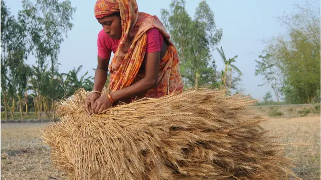 গম নিয়ে একজন নারী