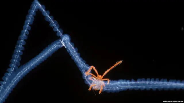 बर्नार्डो सेगुरा