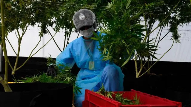 Cultivador de marihuana.