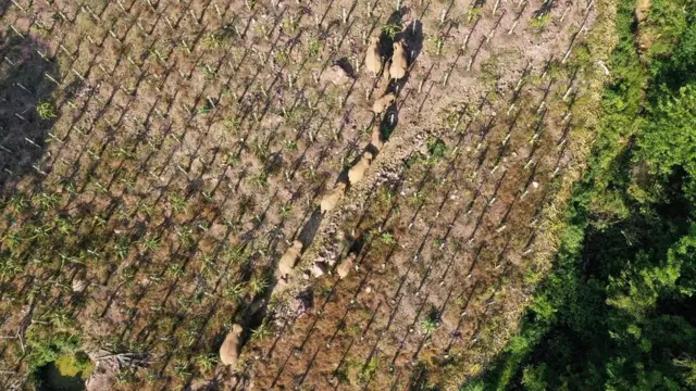 Природне селидбе многих животиња сада су немогуће без залажења у људска насеља или инфраструктуре