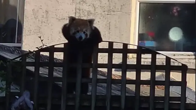 одбегла црвена панда