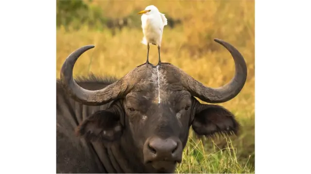 Foto del concurso Comedy Wildlife Photography Awards